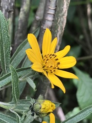 Aldama buddlejiformis