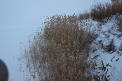 Phragmites australis