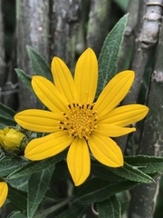Aldama buddlejiformis