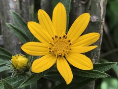 Aldama buddlejiformis