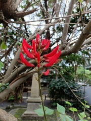 Erythrina corallodendron