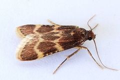 Aglossa cacamica