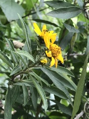 Aldama buddlejiformis