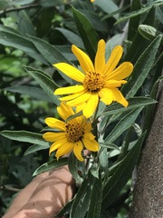 Aldama buddlejiformis