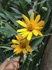 Aldama buddlejiformis