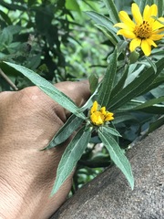 Aldama buddlejiformis