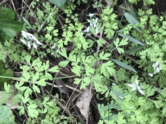 Fumaria parviflora