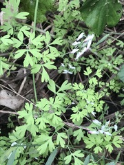 Fumaria parviflora
