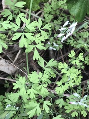 Fumaria parviflora