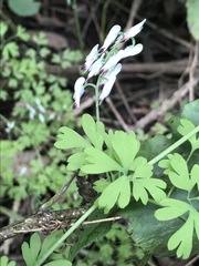 Fumaria parviflora