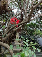 Erythrina corallodendron