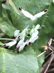 Fumaria parviflora
