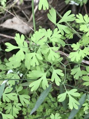 Fumaria parviflora