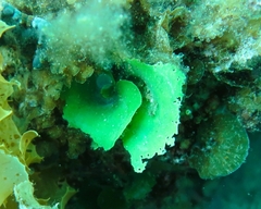 Dictyosphaeria sericea