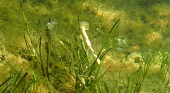 Electroma papilionacea