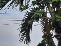 Callosciurus notatus