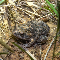 Uperoleia laevigata