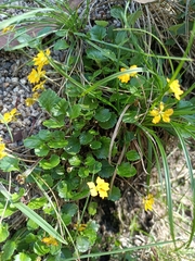 Goodenia hederacea alpestris