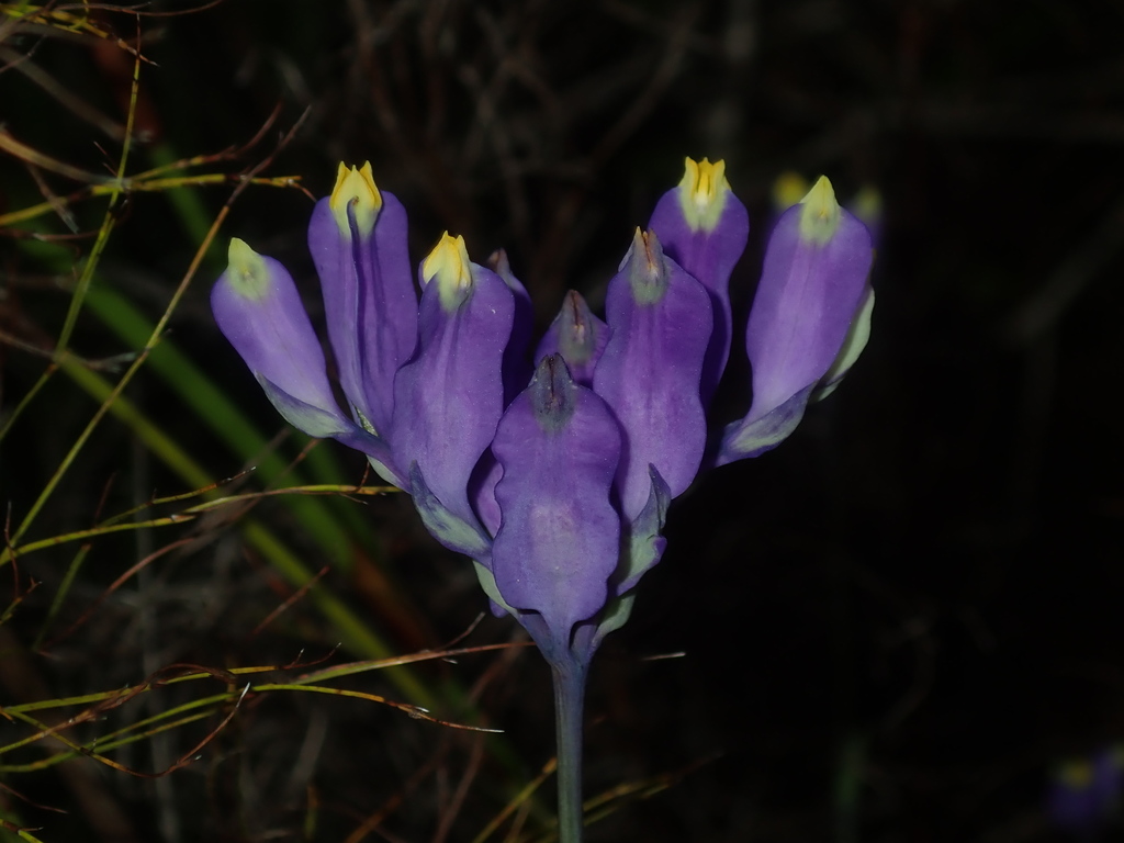 Burmannia disticha