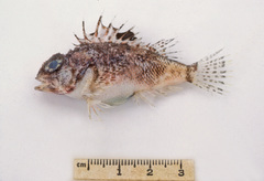 Maxillicosta whitleyi