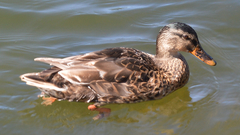 Anas platyrhynchos