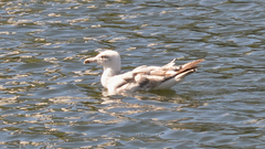 Larus