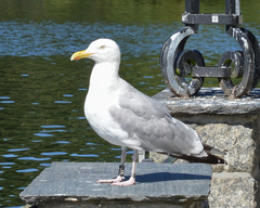 Larus argentatus