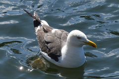 Larus fuscus