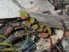 Gonocarpus micranthus micranthus