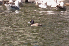 Aythya fuligula