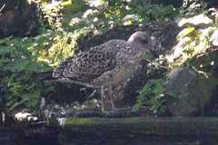 Larus fuscus