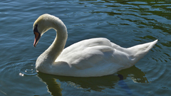 Cygnus olor