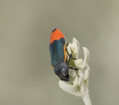 Castiarina kerremansi