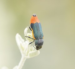 Castiarina kerremansi