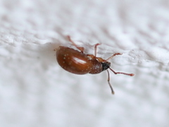 Urometopus nemorum