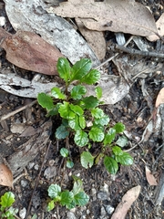 Goodenia hederacea alpestris