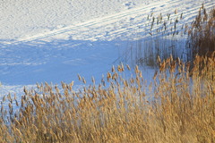 Phragmites australis