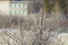 Elaeagnus angustifolia