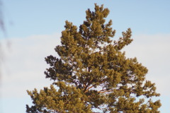 Pinus sylvestris