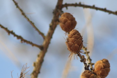 Larix sibirica