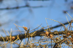 Larix sibirica