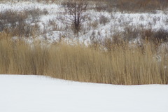Phragmites australis