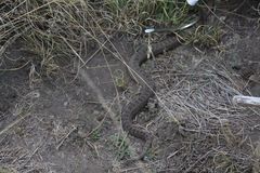 Crotalus triseriatus