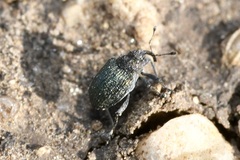 Ceutorhynchus erysimi