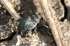 Ceutorhynchus erysimi