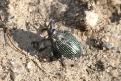 Ceutorhynchus erysimi