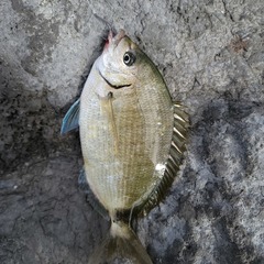 Diplodus holbrookii