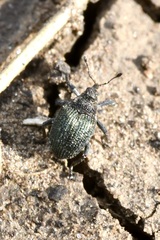 Ceutorhynchus erysimi