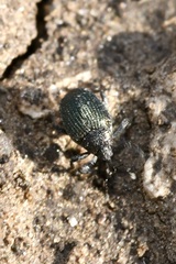 Ceutorhynchus erysimi