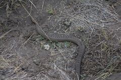 Crotalus triseriatus